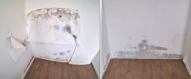 Best Mold Remediation Services  in Anchorage, KY